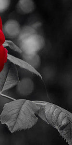 Lone Rose Pop Wall Art