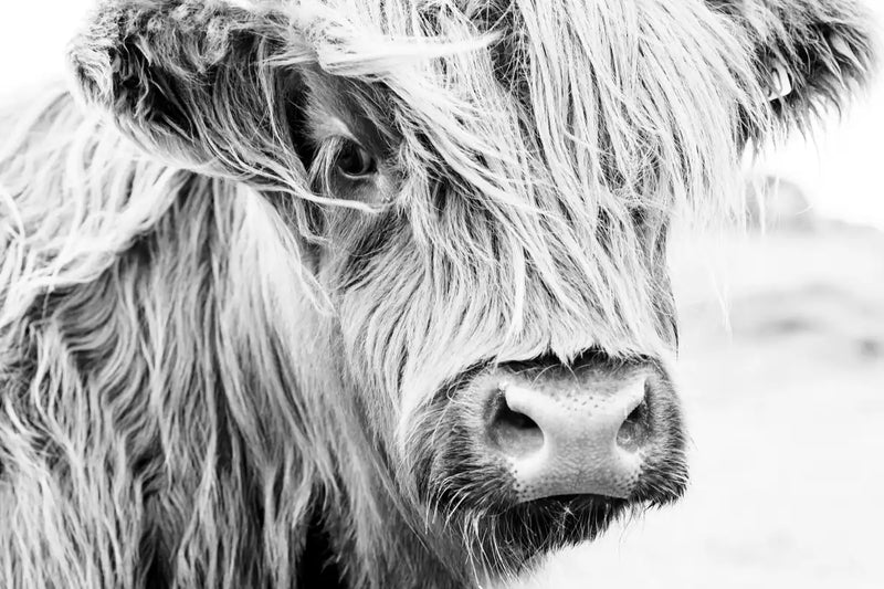 Long Haired Cow Wall Art