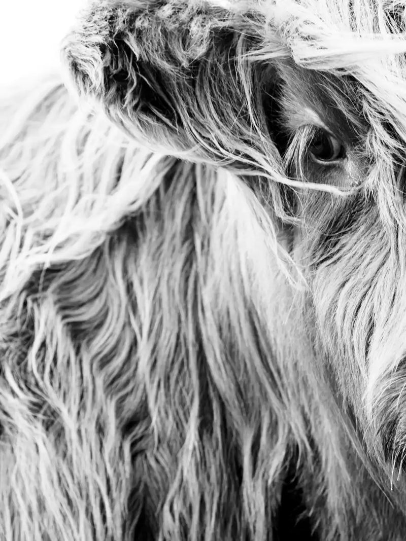 Long Haired Cow Wall Art