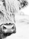 Long Haired Cow Wall Art