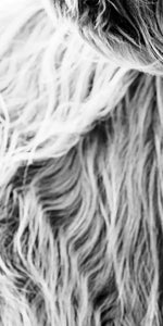 Long Haired Cow Wall Art