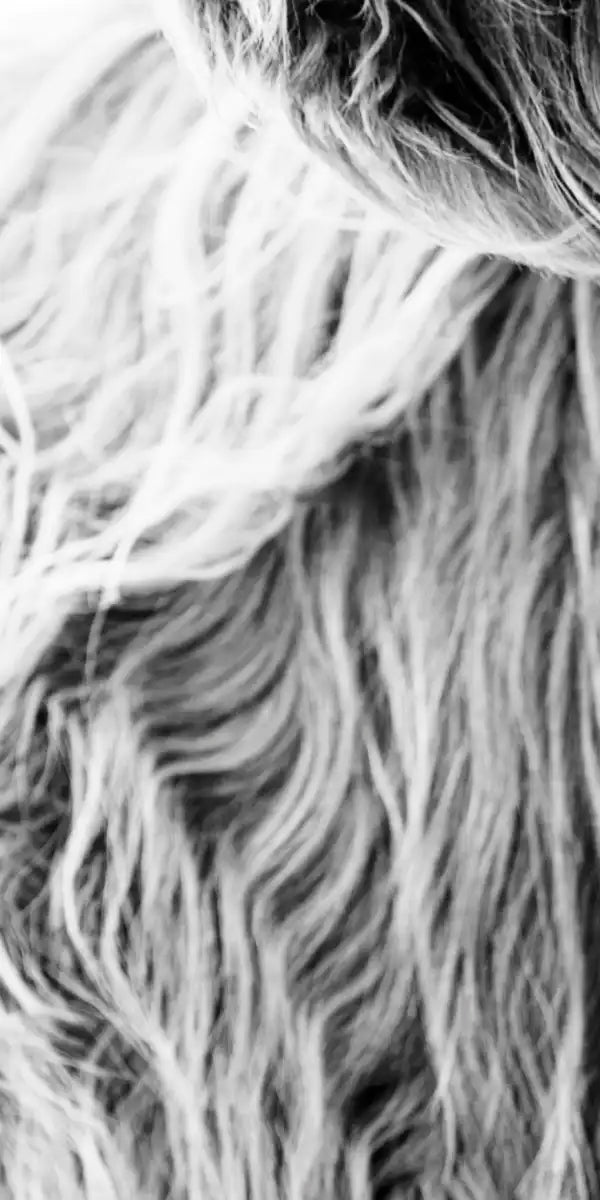 Long Haired Cow Wall Art