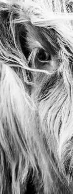 Long Haired Cow Wall Art