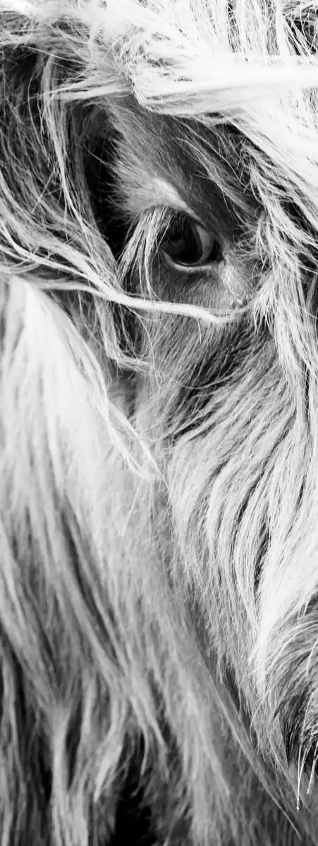 Long Haired Cow Wall Art