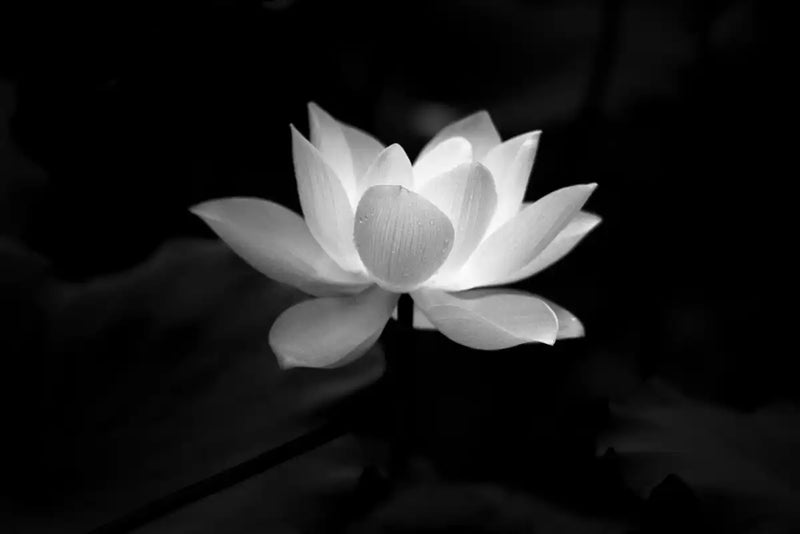 Lotus Flower Monochrome Wall Art