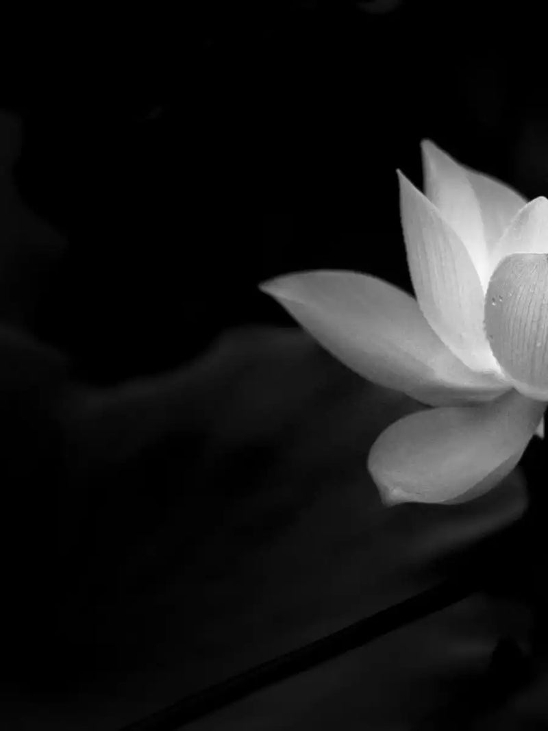 Lotus Flower Monochrome Wall Art