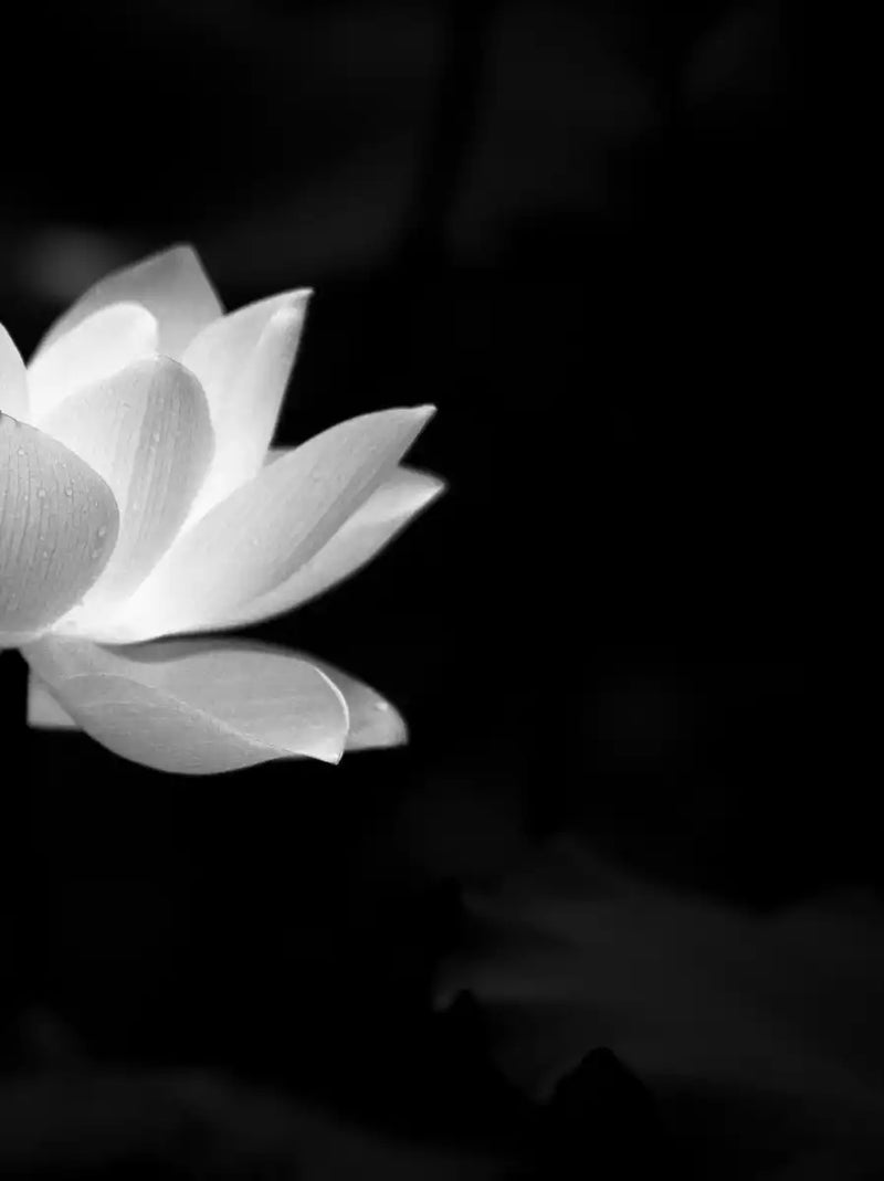 Lotus Flower Monochrome Wall Art
