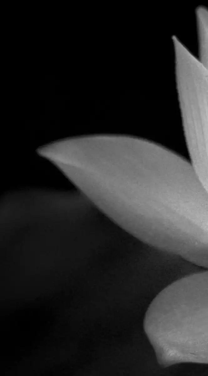Lotus Flower Monochrome Wall Art