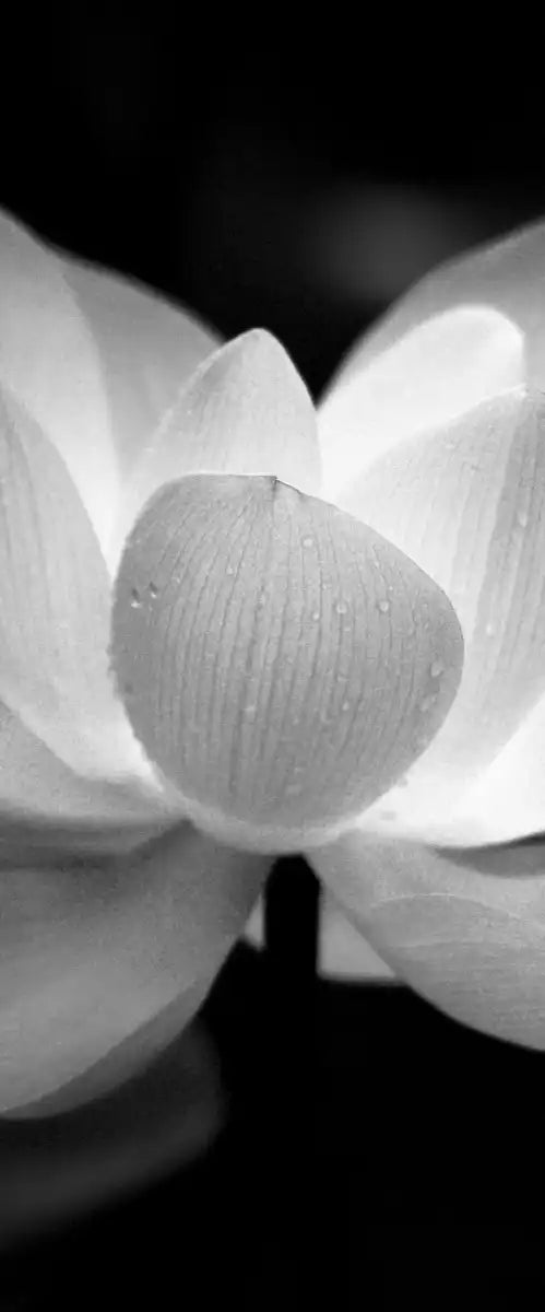 Lotus Flower Monochrome Wall Art