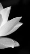 Lotus Flower Monochrome Wall Art