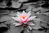 Lotus Flower Wall Art