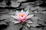Lotus Flower Wall Art