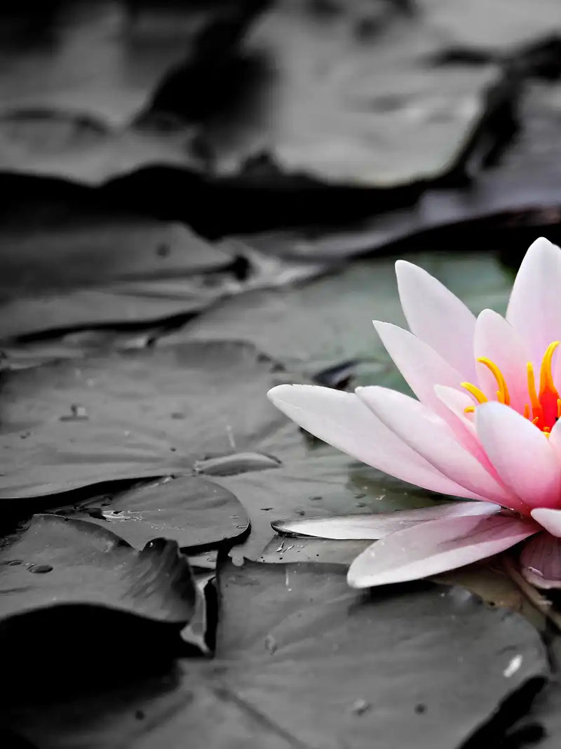 Lotus Flower Wall Art