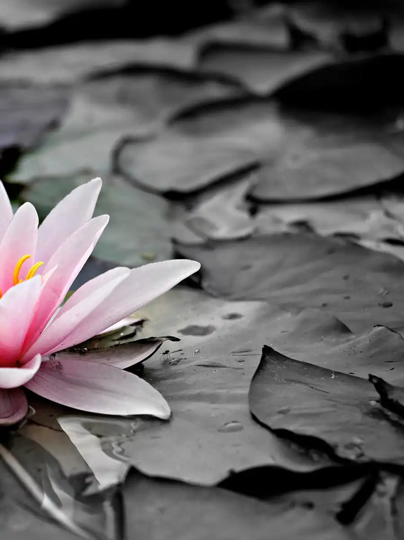 Lotus Flower Wall Art