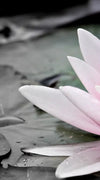 Lotus Flower Wall Art