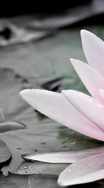 Lotus Flower Wall Art