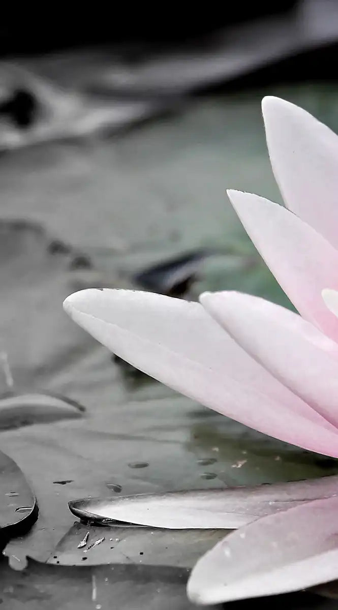 Lotus Flower Wall Art