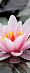 Lotus Flower Wall Art