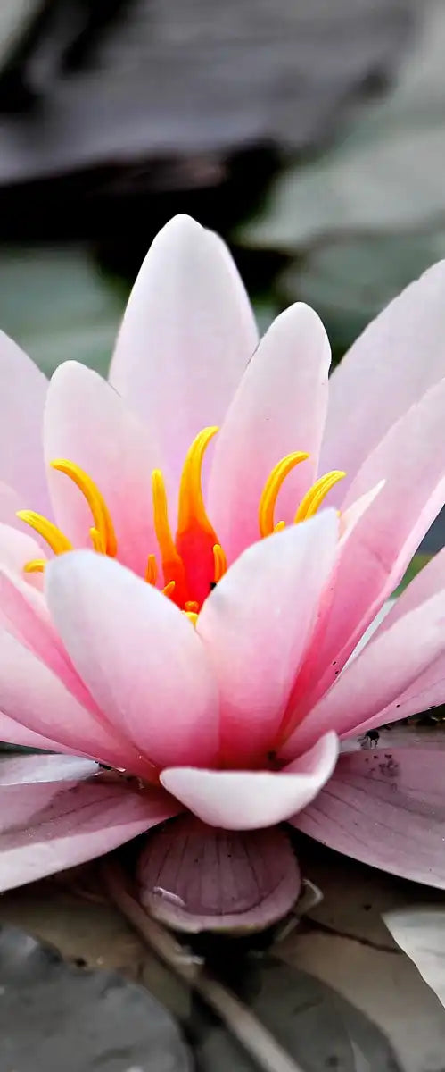 Lotus Flower Wall Art
