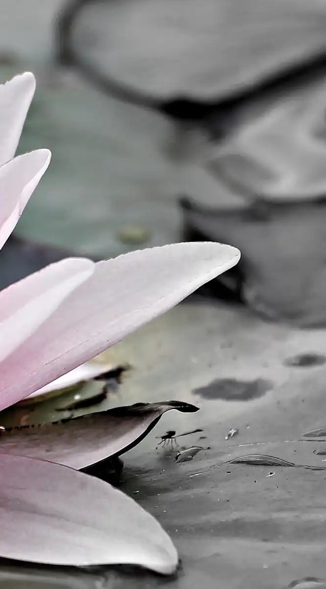Lotus Flower Wall Art