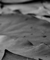 Lotus Flower Wall Art