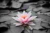 Lotus Flower Wall Art