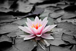 Lotus Flower Wall Art