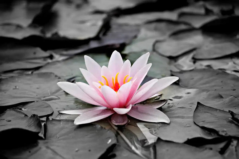 Lotus Flower Wall Art
