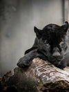 Lounging Black Panther Wall Art
