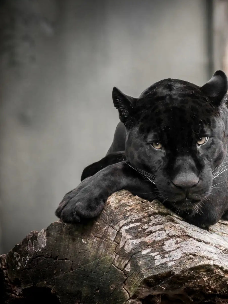 Lounging Black Panther Wall Art