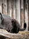 Lounging Black Panther Wall Art