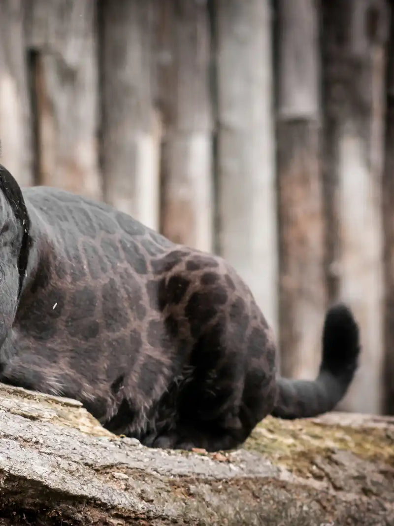 Lounging Black Panther Wall Art