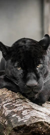 Lounging Black Panther Wall Art