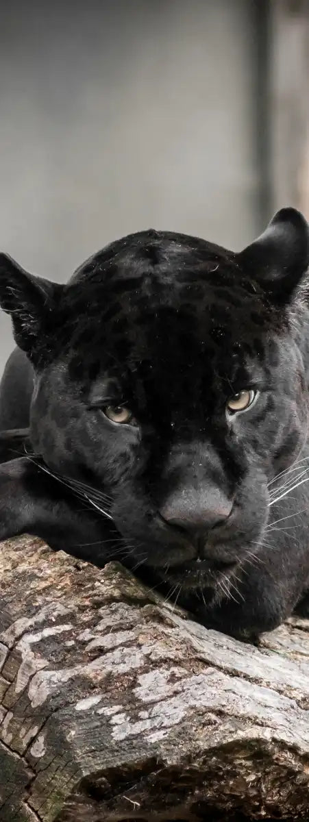 Lounging Black Panther Wall Art