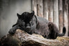 Lounging Black Panther Wall Art