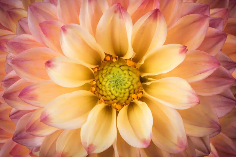 Lovely Dahlia Wall Art