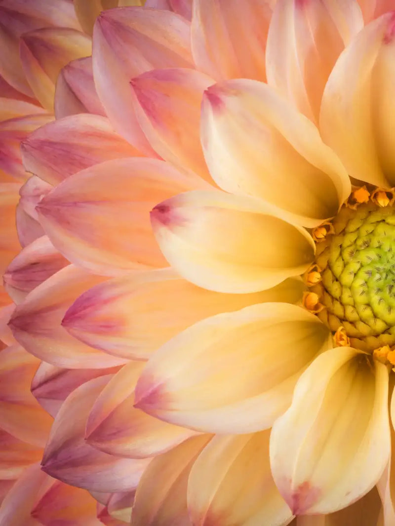 Lovely Dahlia Wall Art