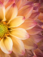 Lovely Dahlia Wall Art