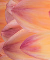 Lovely Dahlia Wall Art