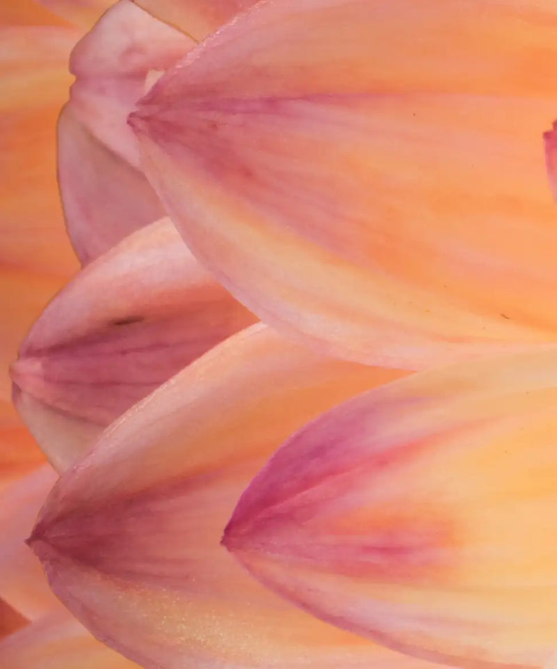 Lovely Dahlia Wall Art