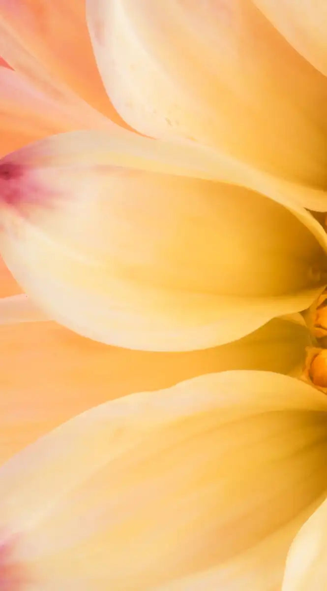 Lovely Dahlia Wall Art
