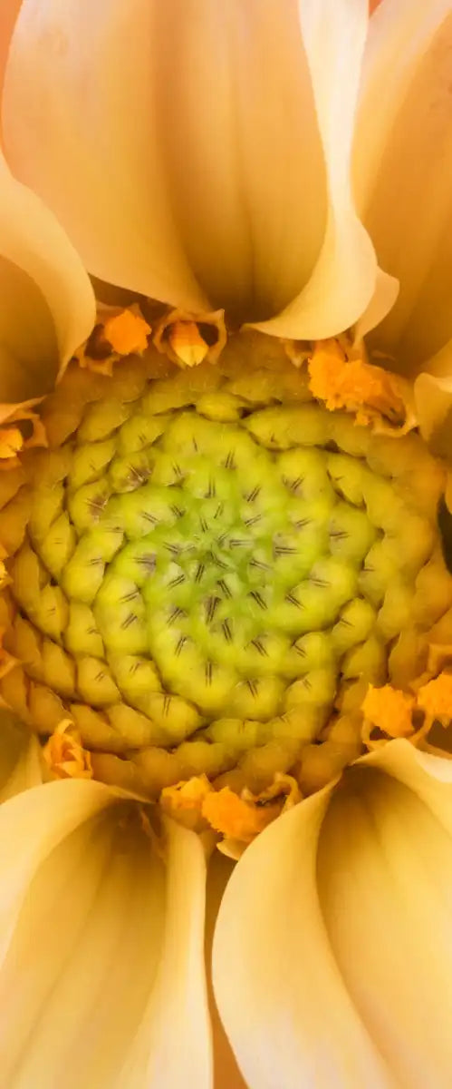 Lovely Dahlia Wall Art