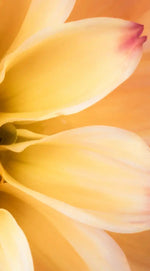 Lovely Dahlia Wall Art