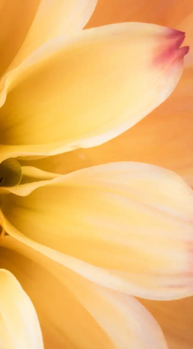 Lovely Dahlia Wall Art