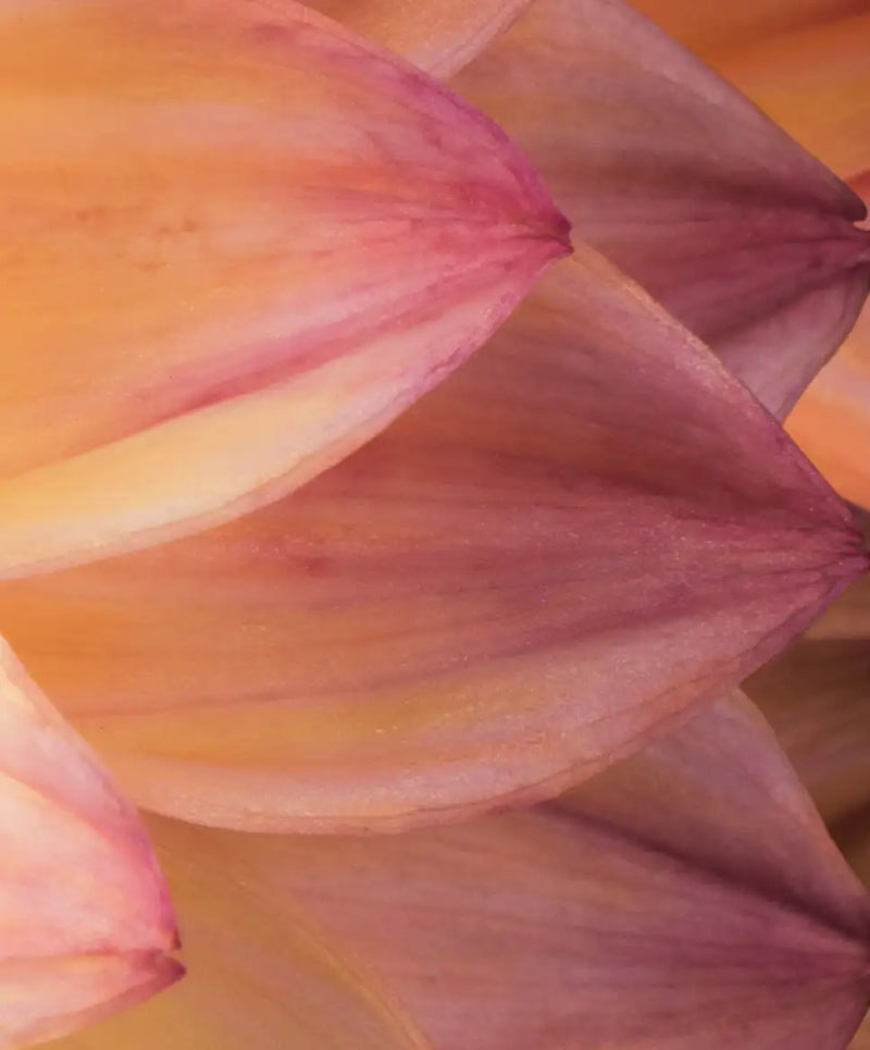 Lovely Dahlia Wall Art