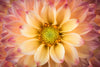 Lovely Dahlia Wall Art