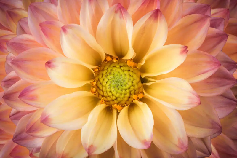 Lovely Dahlia Wall Art