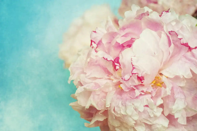Lovely Peony Wall Art