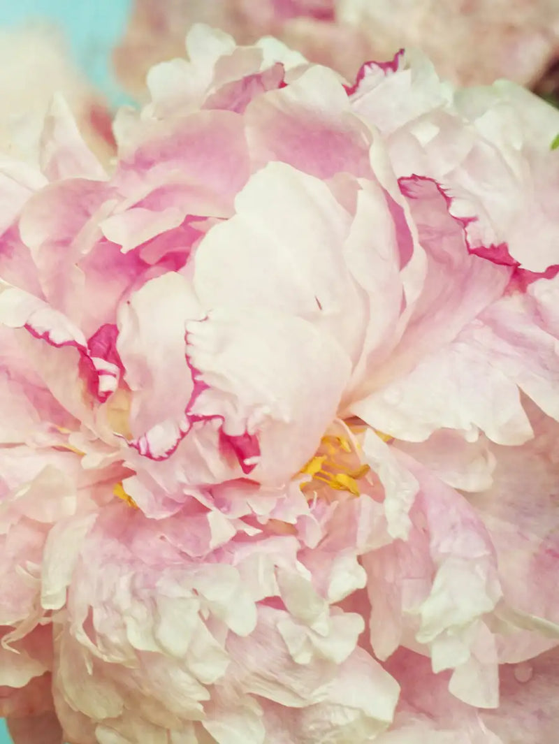 Lovely Peony Wall Art