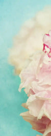 Lovely Peony Wall Art